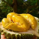 猫山王榴莲 10kg