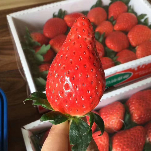 草莓 1.3kg