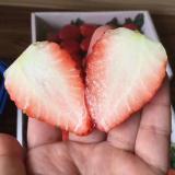 草莓 1.3kg