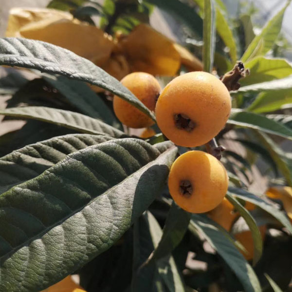 基地白沙枇杷 2kg