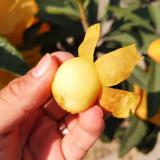 基地白沙枇杷 2kg