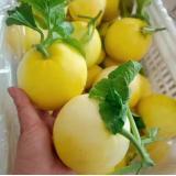 蜂糖蜜小香瓜 2kg/盒