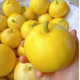 蜂糖蜜小香瓜 2kg/盒