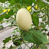 明珠瓜 5-6个装 约5kg