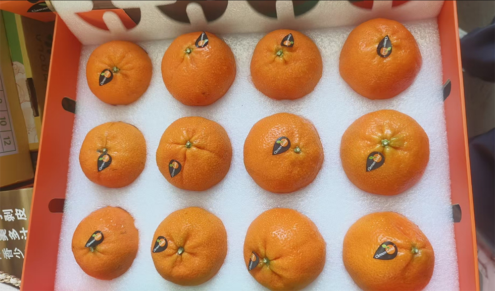 柯莱蒙蜜桔 1.5kg