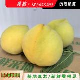 黄桃 12个 约7.5斤