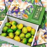 蜜橘 4斤