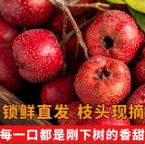 新鲜山楂 1.5kg
