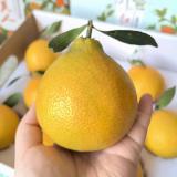 红美人礼盒 基地资产 9个装