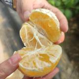 红美人礼盒 基地资产 9个装