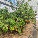 红美人礼盒 基地资产 9个装