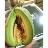 冰绯村甜瓜 2.5kg