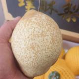 璞酥梨 3.5kg