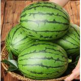 小糖丸西瓜 7kg