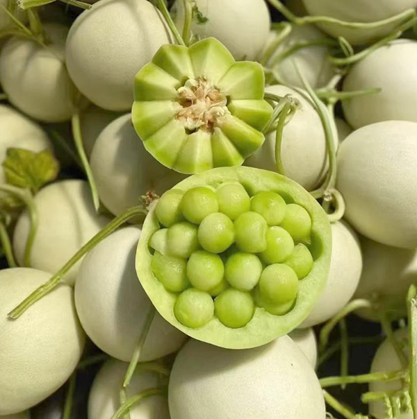 南汇甜瓜 2只装