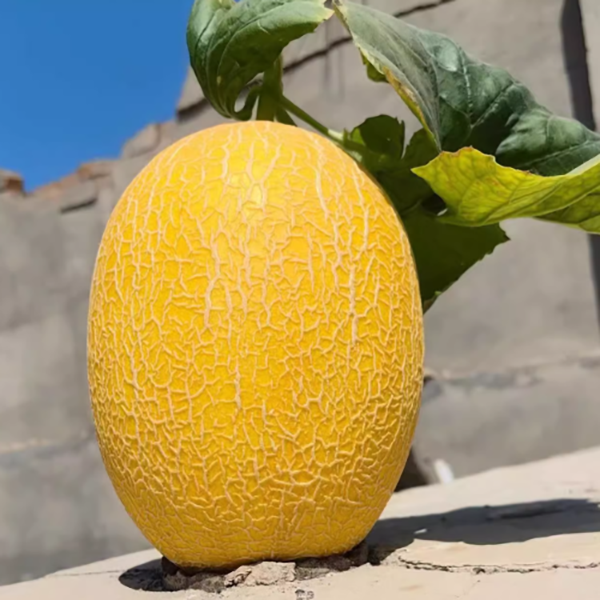 恐龙蛋蜜瓜 6kg