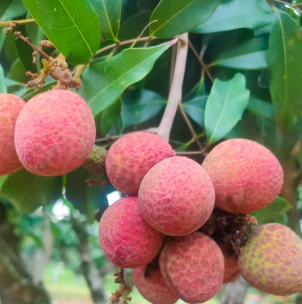 桂花香荔枝 1.5kg