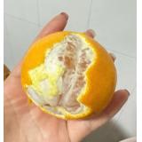 黄美人 柑橘 2.5kg