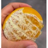 黄美人 柑橘 2.5kg