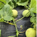 马连庄甜瓜 1.5kg