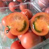 双拼小番茄 龙珠/春香 4斤