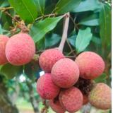 桂花香荔枝 1.5kg