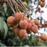 桂花香荔枝 1.5kg