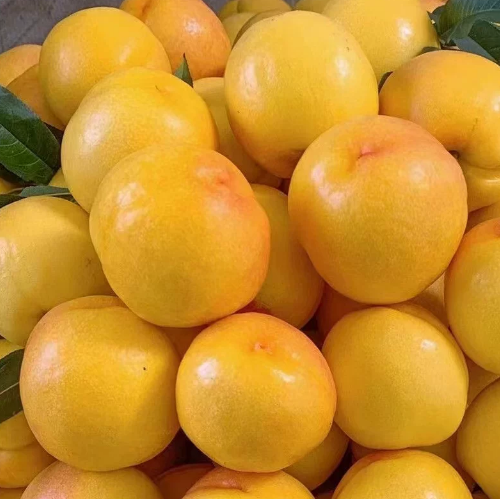 芒果桃 1.8kg