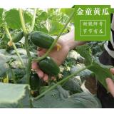 金童黄瓜 1斤