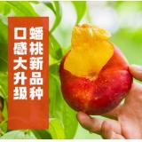 火焰山蟠桃 8只