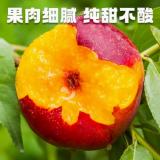 火焰山蟠桃 8只